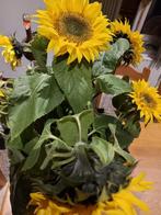 zonnebloemen snijbloem, Tuin en Terras, Planten | Tuinplanten, Ophalen, Eenjarig, Overige soorten, Volle zon