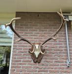 Prachtig Zwaar Edelhert Gewei Jacht Mancave Jacht Hut d84, Ophalen, Zo goed als nieuw, Hert, Gewei of Kop
