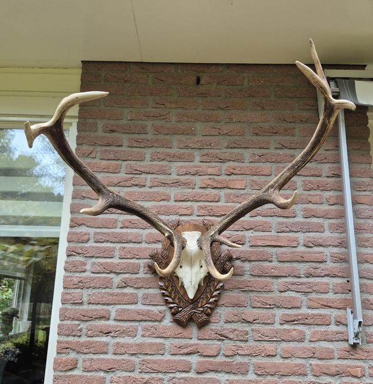 Prachtig Zwaar Edelhert Gewei Jacht Mancave Jacht Hut d84, Verzamelen, Dierenverzamelingen, Zo goed als nieuw, Gewei of Kop, Hert