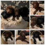 Flatcoated x Golden Retrieverpups, Overige rassen, 8 tot 15 weken, CDV (hondenziekte), Meerdere