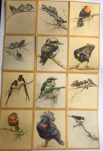 Tini van Doornik - vogels - ca 1940? beschikbaar voor biedingen