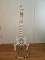 Anatomisch wervelkolom, Antiek en Kunst, Curiosa en Brocante, Ophalen of Verzenden