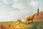 Ansichtkaart	Schapen	en kippen, Verzamelen, Ansichtkaarten | Dieren, Verzenden, 1980 tot heden, Ongelopen, Overige soorten