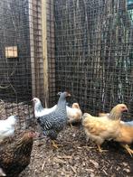 Wyandotte krielkippen, rustige en tamme kippen!, Vrouwelijk, Kip