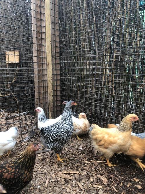 Wyandotte krielkippen, rustige en tamme kippen!, Dieren en Toebehoren, Pluimvee, Kip, Vrouwelijk