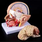 Hoofd Cerebrale Slagader Hersenen Menselijk Anatomie Model, Ophalen of Verzenden, Nieuw
