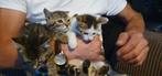Kitten 2 jongens en 1  meisje, Dieren en Toebehoren, Katten en Kittens | Overige Katten, Kater