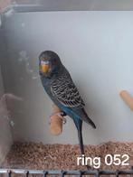 Prachtige jonge blauwe blackface man, Mannelijk, Parkiet, Geringd