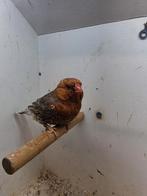 0/0, Dieren en Toebehoren, Mannelijk, Zangkanarie