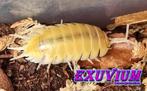 Porcellio laevis albino isopods / pissebedden (zeldzaam), Dieren en Toebehoren, Insecten en Spinnen, Overige soorten