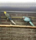 Opaline wkws halsband parkiet halsbandparkiet kweekkoppel, Dieren en Toebehoren, Vogels | Parkieten en Papegaaien, Meerdere dieren