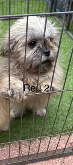Boomer reutjes, 8 tot 15 weken, Meerdere, Nederland, Particulier