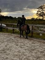Verzorg paard/pony gezocht, Dieren en Toebehoren, Ophalen