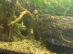 Rode neocaridina cherry garnaaltjes, Dieren en Toebehoren, Vissen | Aquariumvissen, Kreeft, Krab of Garnaal