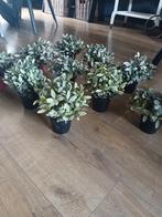 10 kunstplanten, Ophalen of Verzenden, Zo goed als nieuw, Binnen