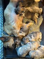 Franse bulldog pups, Parvo, Nederland, 8 tot 15 weken, Bulldog