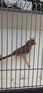 Rode Kardinaal Pop, Dieren en Toebehoren, Vogels | Overige Vogels, Vrouwelijk