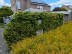 Gratis beuken heg . Ongeveer 8 meter, Tuin en Terras, Planten | Struiken en Hagen, Ophalen, Beukenhaag, 100 tot 250 cm