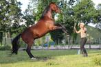 Super braaf en betrouwbaar parreli paard met unieke training, Dieren en Toebehoren, Paarden, Gechipt, Ruin, M, Dressuurpaard