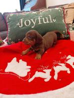 Zeer mooie teckel pups merle choco, Dieren en Toebehoren, Honden | Teckels en Dashonden, Parvo, Reu, 8 tot 15 weken, Korthaar