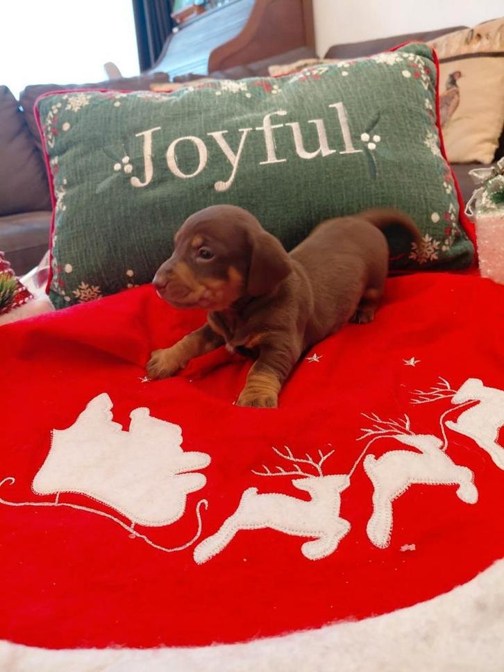 Zeer mooie teckel pups merle choco, Dieren en Toebehoren, Honden | Teckels en Dashonden, Reu, Korthaar, Dwerg, Particulier, Eén hond