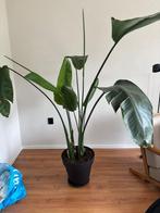 Prachtige, gezonde en grote bananenplant met pot, Ophalen, Overige soorten, 150 tot 200 cm