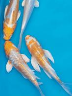 Koi karpers, Dieren en Toebehoren, Vissen | Vijvervissen, Karper of Koi