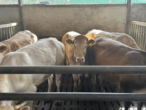 vleesras pinken/koeien in diverse leeftijden !!!, Dieren en Toebehoren, Runderen, Vrouwelijk
