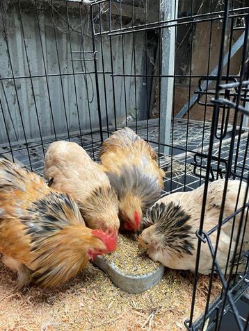 Cochin buff columbia kriel. Setje 2 + 1 beschikbaar voor biedingen