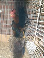 Ayam Serama haan, Dieren en Toebehoren, Pluimvee, Mannelijk, Kip