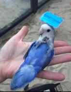 Tamme agapornis roseicolli lovebird handtam lief!, Dieren en Toebehoren, Dwergpapegaai of Agapornis, Tam