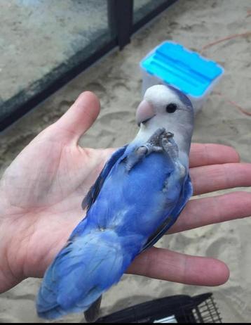 Tamme agapornis roseicolli lovebird handtam lief! beschikbaar voor biedingen