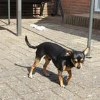 Lieve mannetjeshond reu chihuahua pincher zwart bruin, CDV (hondenziekte), Particulier, 3 tot 5 jaar, Reu