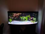 Juwel Vision 450 aquarium, Ophalen, Gebruikt, Leeg aquarium