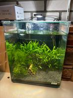 Dennerle Nanocube met garnalen, Dieren en Toebehoren, Vissen | Aquaria en Toebehoren, Ophalen of Verzenden