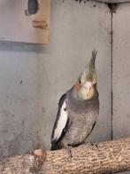 3 Jonge valkparkieten te koop, Dieren en Toebehoren, Vogels | Parkieten en Papegaaien, Geslacht onbekend, Parkiet