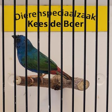 Forbes papegaaiamadine man  beschikbaar voor biedingen