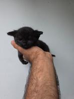 Kitten, Dieren en Toebehoren, Katten en Kittens | Raskatten | Korthaar