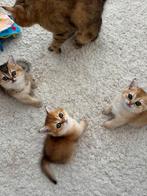 Golden britse korthaar kittens, 1 golden kitten over!, Dieren en Toebehoren, Kater, Ontwormd, 0 tot 2 jaar