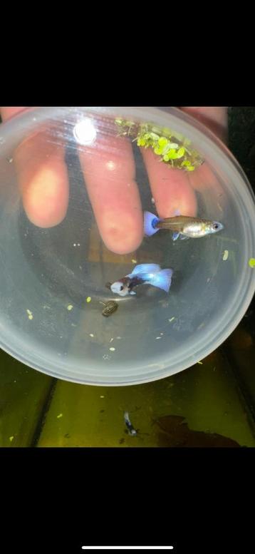 blue koi long body guppen , guppy, gup beschikbaar voor biedingen