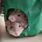 Dobby & Pickett zoeken een liefdevol nieuw thuis, Dieren en Toebehoren, Knaagdieren, Rat, Vrouwelijk, November, Tam