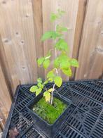 Zwarte zomer framboos  (bio), Tuin en Terras, Ophalen, Overige soorten, Volle zon