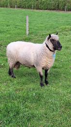 Clun Forest ram, Dieren en Toebehoren, Schapen, Geiten en Varkens, Mannelijk, Schaap, 3 tot 5 jaar