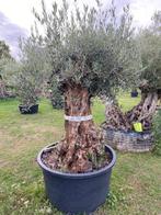 Prachtige oude Olijfboom mediterrane sferen in uw tuin BA 30, 100 tot 250 cm, Olijfboom, Zomer, Ophalen