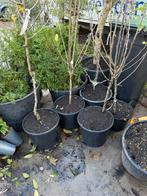 Fruit boompjes 3 appel 1peer laagstam potgekweekt 19,95, Ophalen, Lente, Volle zon, In pot