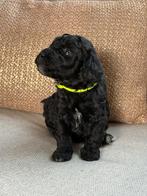 🐾 nog 2 pups beschikbaar 💚 💛 Mini Labradoodle pup reutje, Parvo, 8 tot 15 weken, Meerdere, Nederland