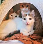 Zeer lieve kittens/mama, gecast/gesterilis/chip/ingeent/6mnd, Dieren en Toebehoren, Katten en Kittens | Overige Katten, Meerdere dieren