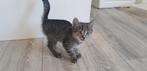 Moeder poes 2 jaar te koop en 2 kittens te koop los kan ook, Dieren en Toebehoren, Katten en Kittens | Raskatten | Korthaar, Meerdere dieren