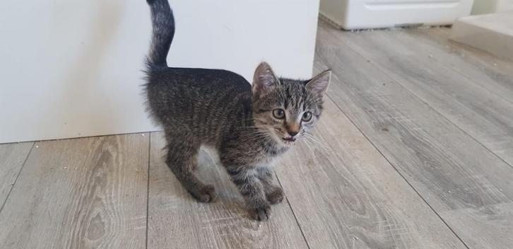 Moeder poes 2 jaar te koop en 2 kittens te koop los kan ook, Dieren en Toebehoren, Katten en Kittens | Raskatten | Korthaar, Meerdere dieren