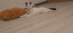3 lieve kittens zoeken Forever Home, Dieren en Toebehoren, Katten en Kittens | Overige Katten, Meerdere dieren